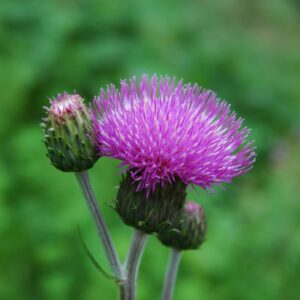 Borsttistel (Brudborste)