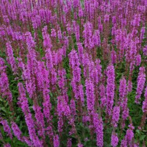 Fackelblomster