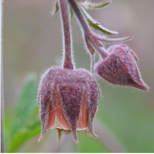 Humleblomster