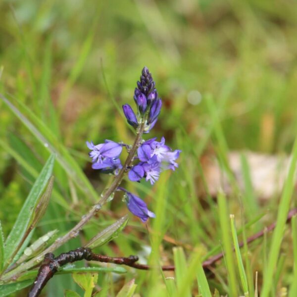 Jungfrulin - Bild 2