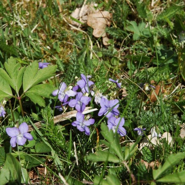 Luktviol - Bild 3