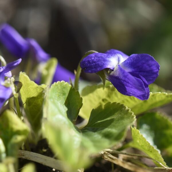 Luktviol - Bild 2