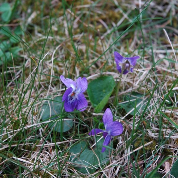 Luktviol
